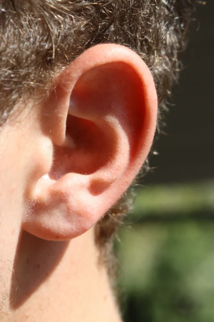 Photographie en gros plan de l’anatomie de l’oreille externe