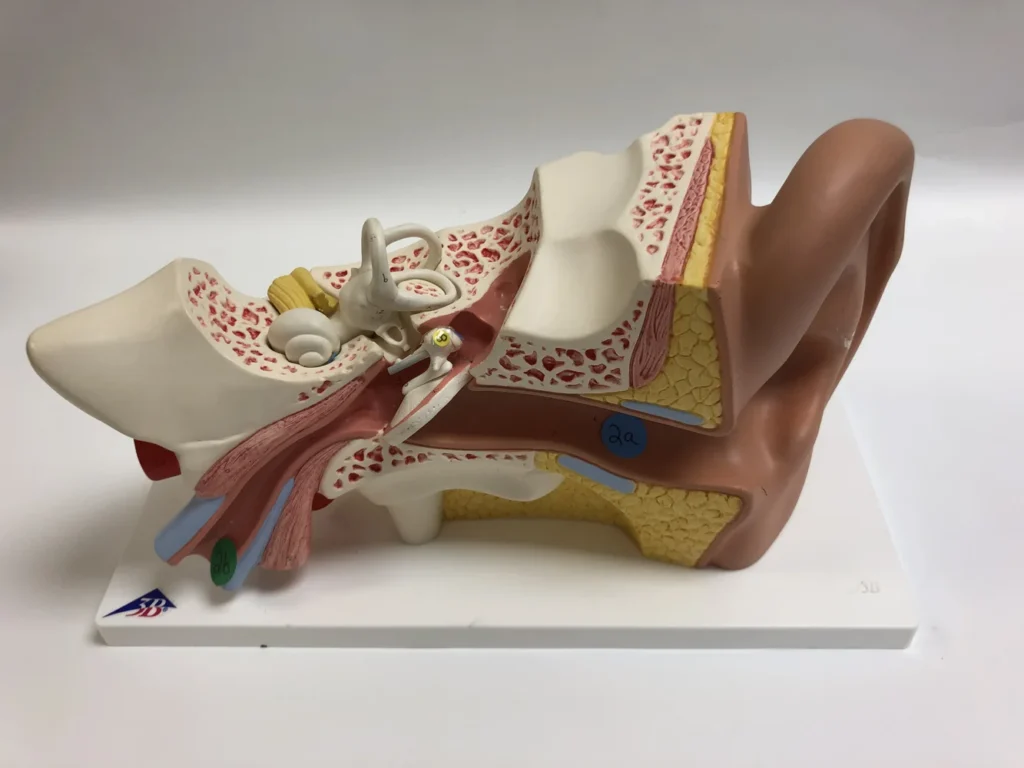 Modello anatomico fisico che mostra le strutture dell’orecchio esterno e medio