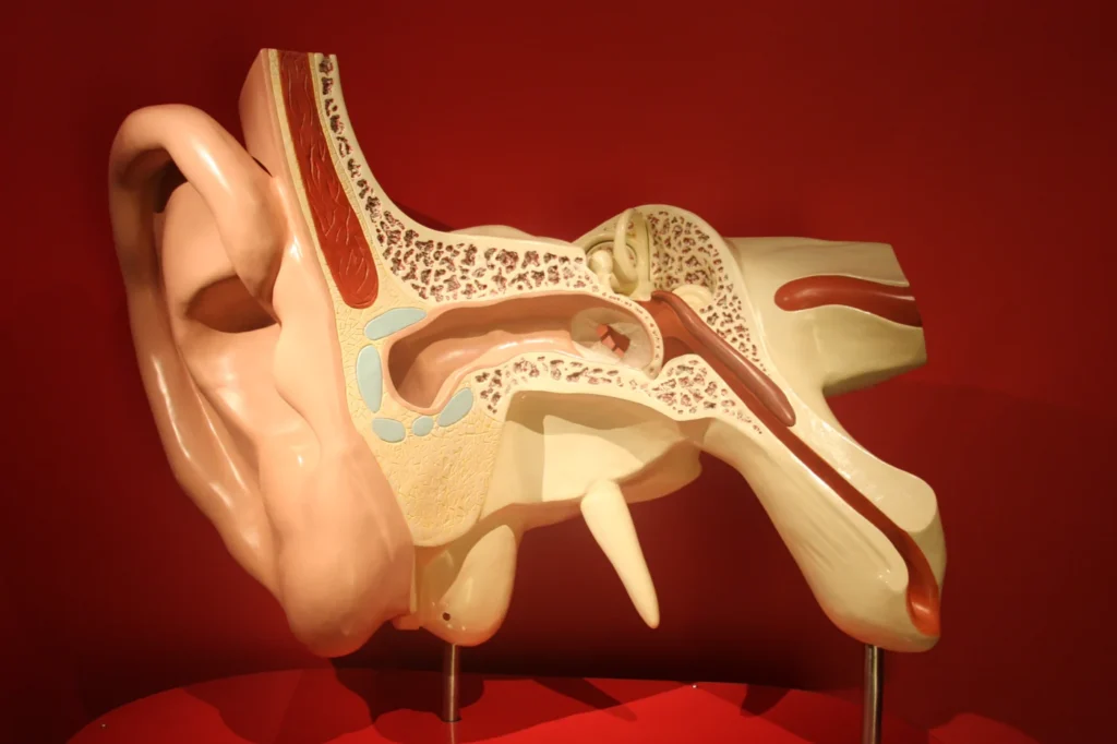Lehrmodell aus einem Museum zur Darstellung von Innen- und Mittelohrstrukturen