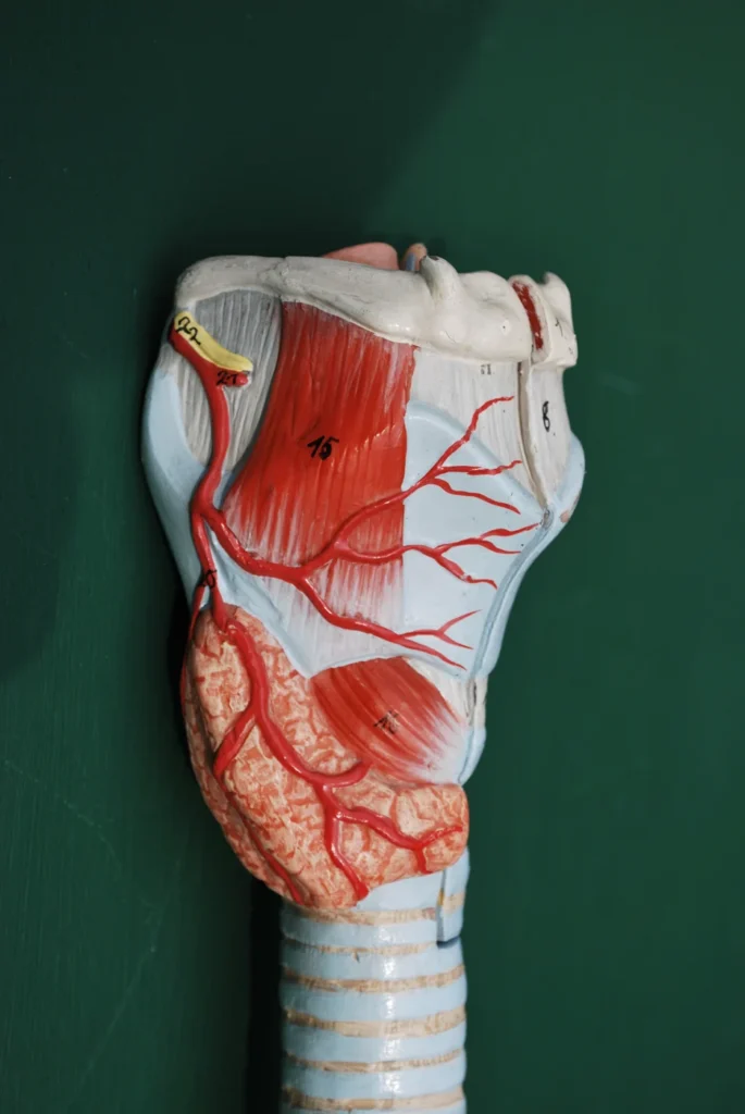Modèle pédagogique physique montrant les structures du larynx